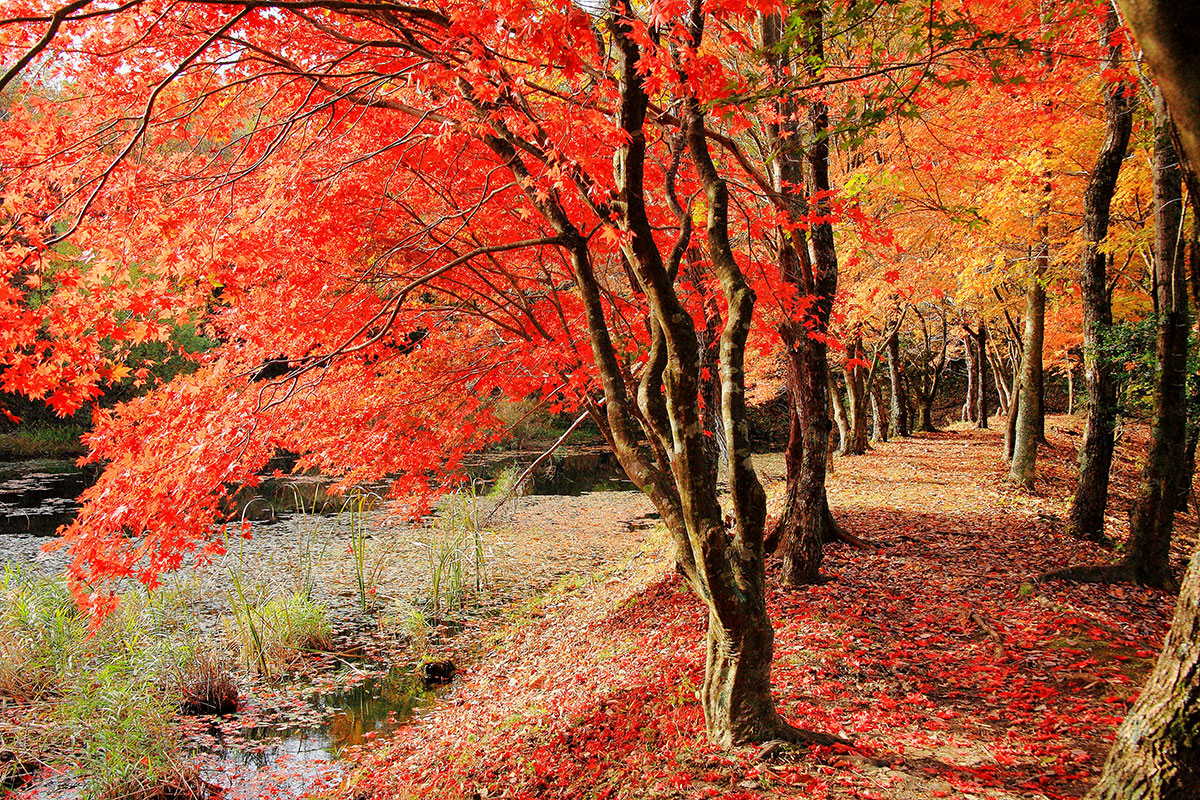 もみじ狩り タカドヤ湿地の紅葉 いーないなぶ 稲武コンベンションビューロ
