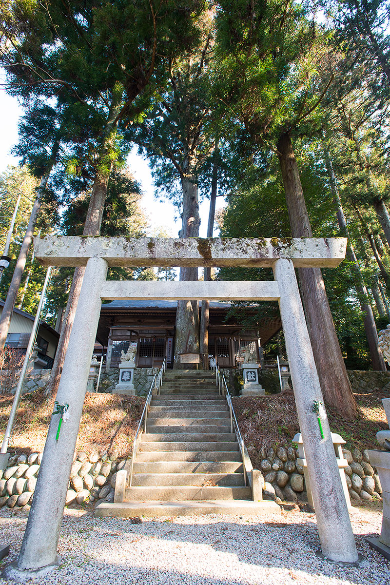 八幡神社スギ・ヒノキ合体