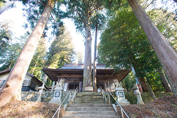 八幡神社スギ・ヒノキ合体