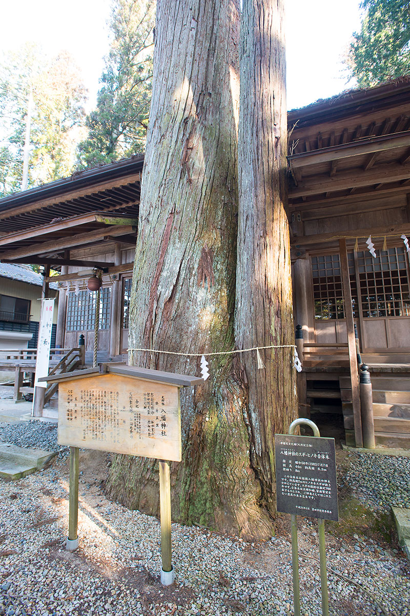 八幡神社スギ・ヒノキ合体