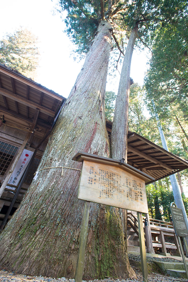 八幡神社スギ・ヒノキ合体