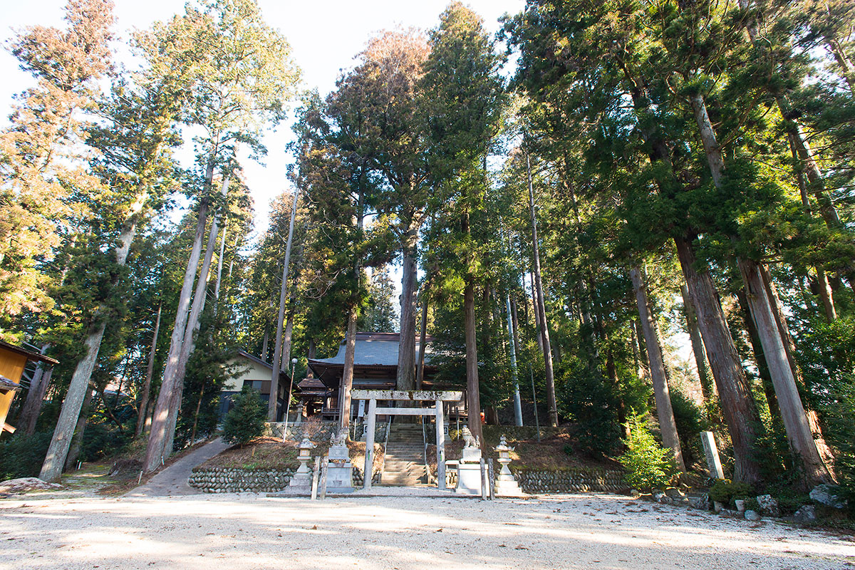 八幡神社スギ・ヒノキ合体