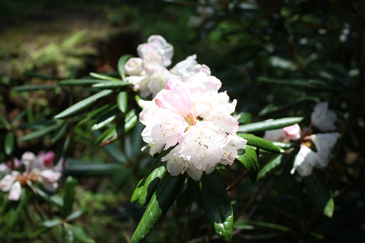 大井平公園