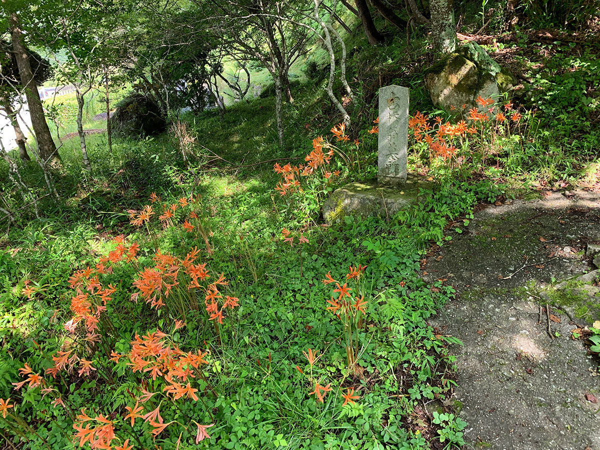 大栗山のオオキツネノカミソリ