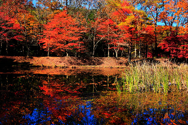 タカドヤ湿地の紅葉