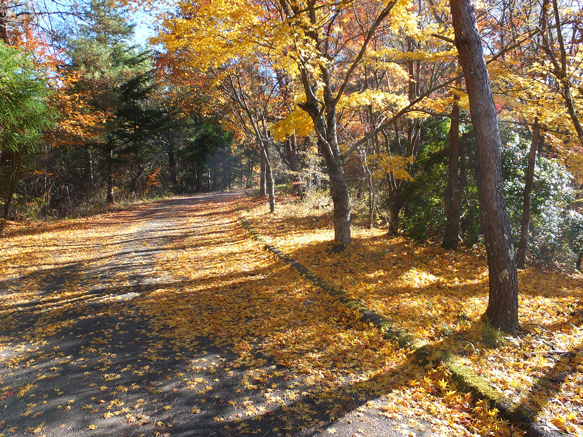 タカドヤ湿地の紅葉