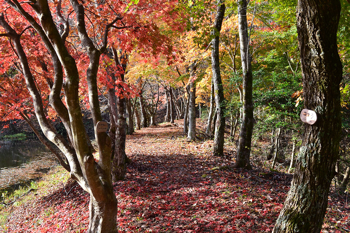 タカドヤ湿地の紅葉