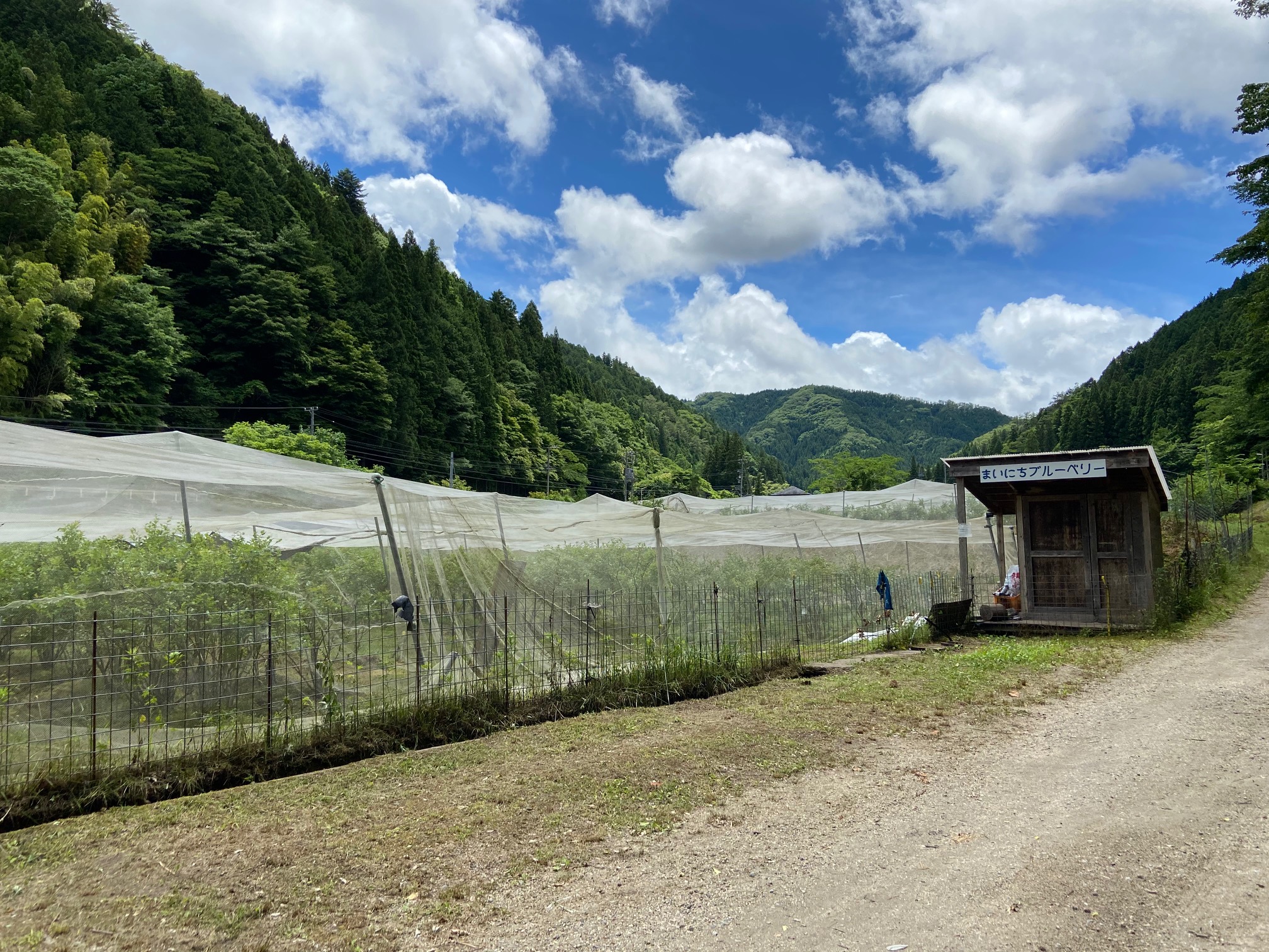 まいにちブルーベリー